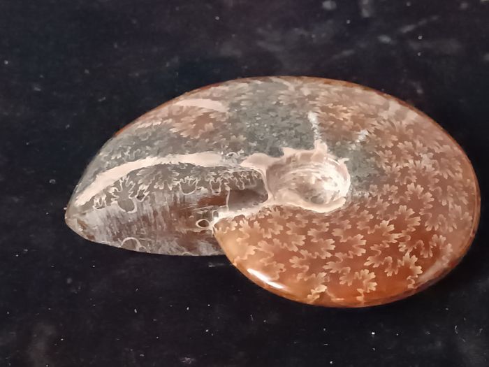 Ammonite polie - photo numéro 9