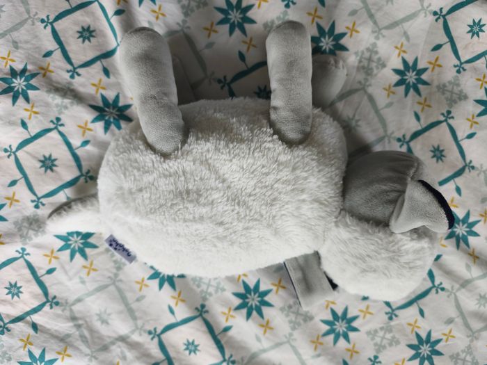 Mouton Pabobo - photo numéro 2