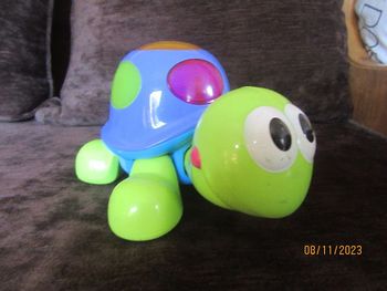 tortue