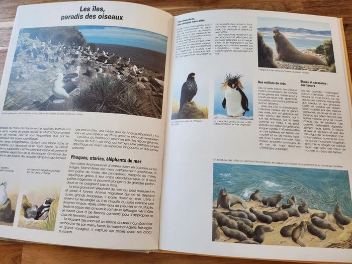 Grand livre Explorons les pôles pingouins banquise - photo numéro 4