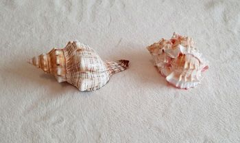 Coquillage