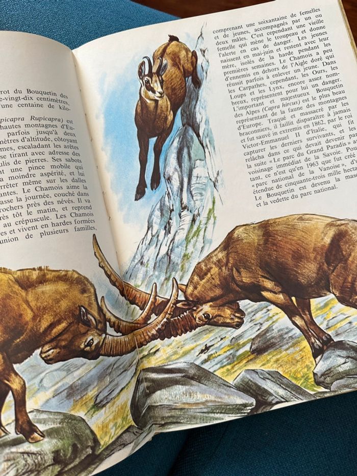 Livre encyclopédie rare Faune des Montagnes du Monde collection univers Robert Dallet Lito Paris - photo numéro 4