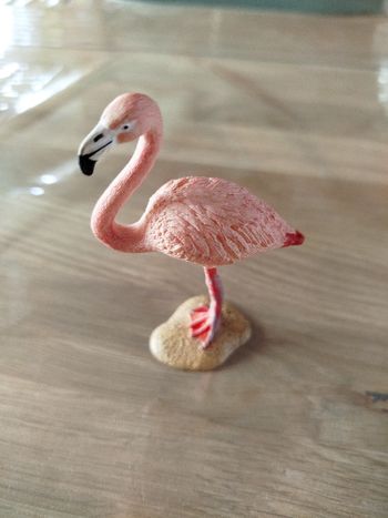 Flamant rose