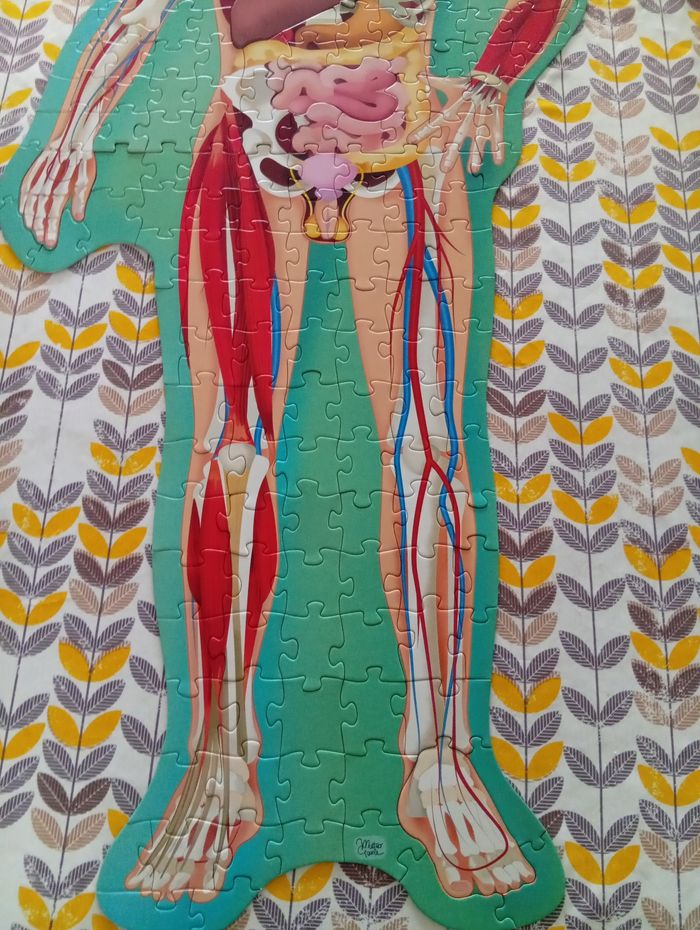 Puzzle corps humain - photo numéro 9