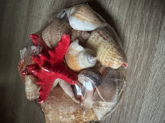 Corbeille avec coquillages - photo numéro 2