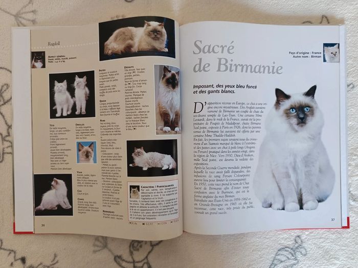 Encyclopédie chats - photo numéro 4