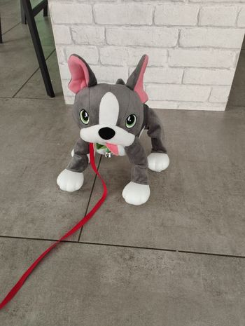 Chien bouledogue à promener "les toufous"