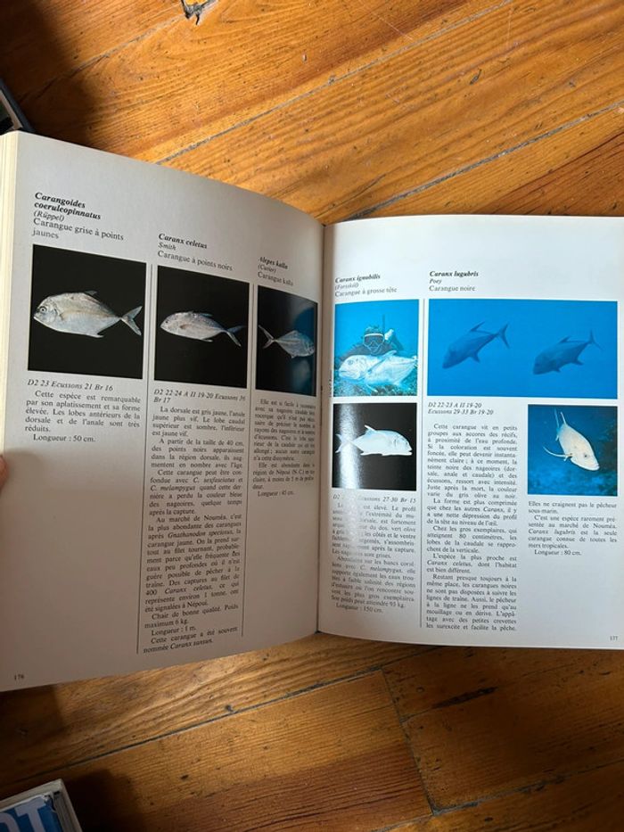 Poissons de nouvelle caledonie et des nouvelles hebrides - photo numéro 2