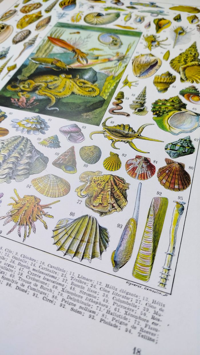 🐚 Affiche sur les coquillages et mollusques, d'après une lithographie de 1928 - photo numéro 5