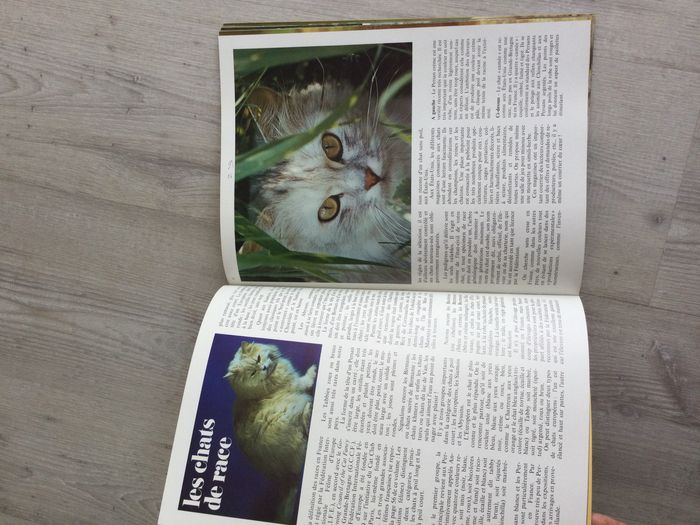 Livre les chats 1975 - photo numéro 4