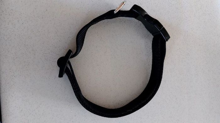 collier pour chien