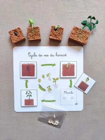 Kit cycle de vie d'une haricot + véritables graines Montessori