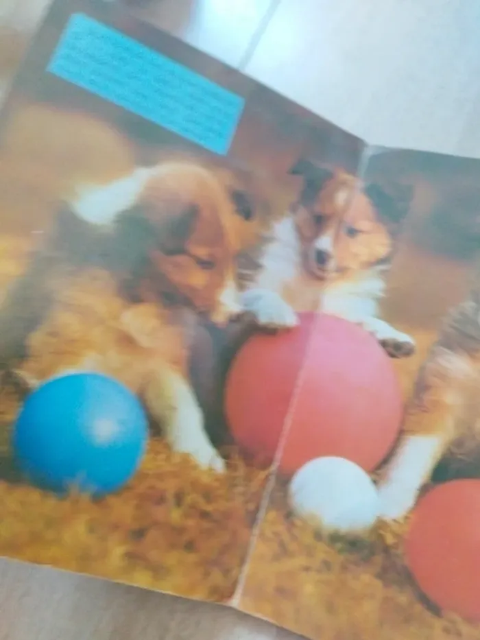 Livre vintage cartonné jeu de chiens et de chats - photo numéro 5