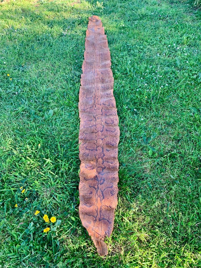Véritable peau de serpent 🐍 tannée - photo numéro 6