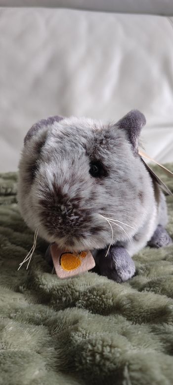 Peluche cincilla push et company neuve