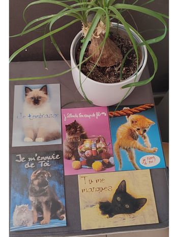 Lot de 5 cartes postales animaux