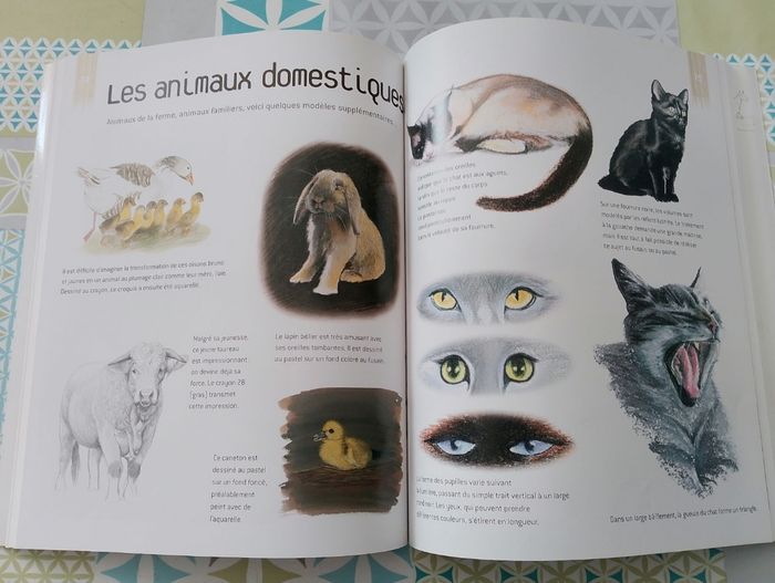 Dessiner et peindre les animaux - photo numéro 3