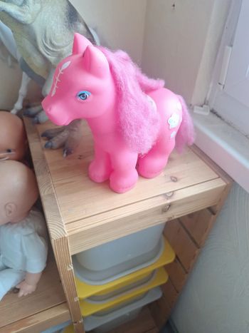 Poney