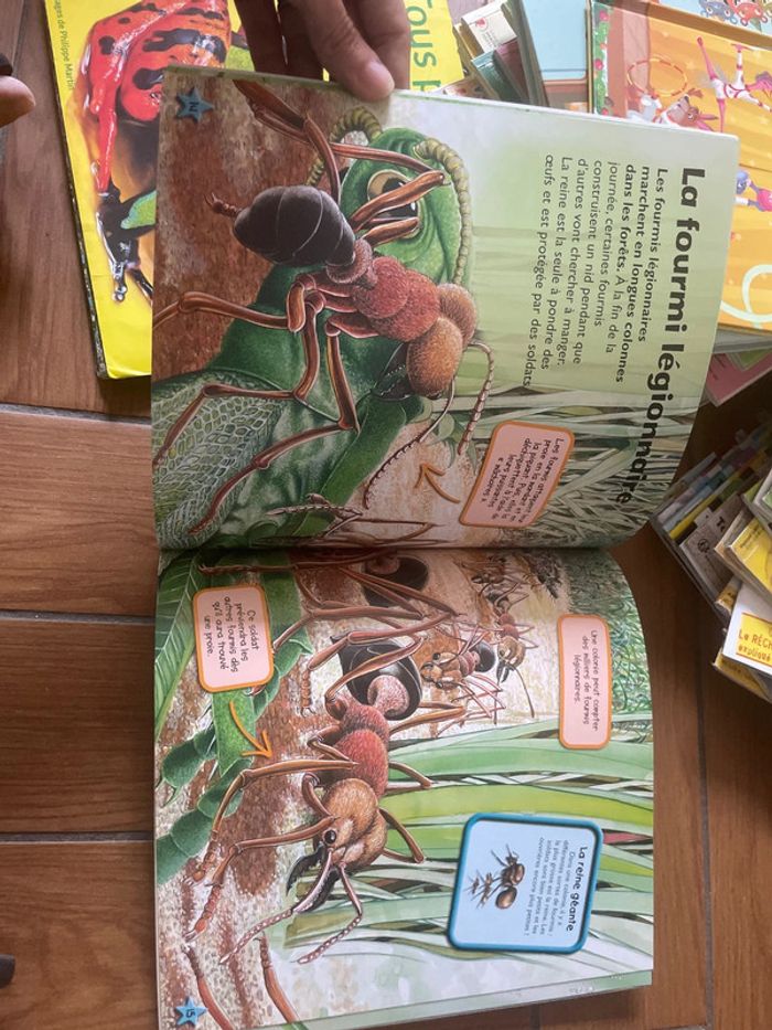 Les insectes - photo numéro 4