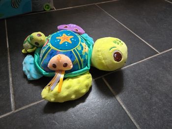 Tortue Eveil des sens