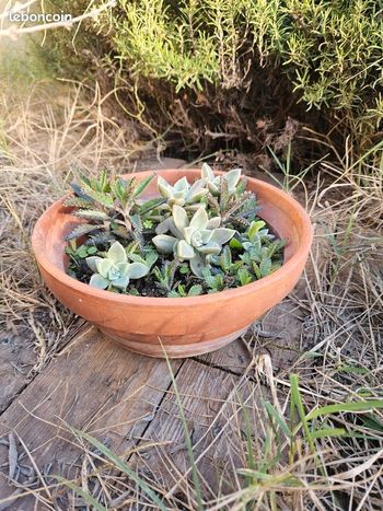 Coupes plantes grasses