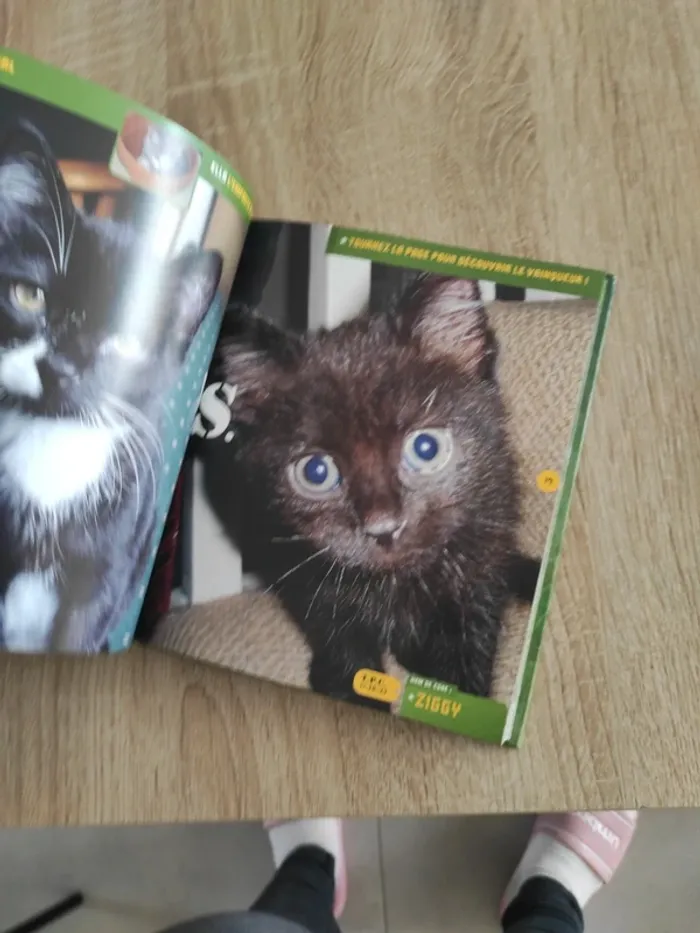 Livres photos chatons - photo numéro 5