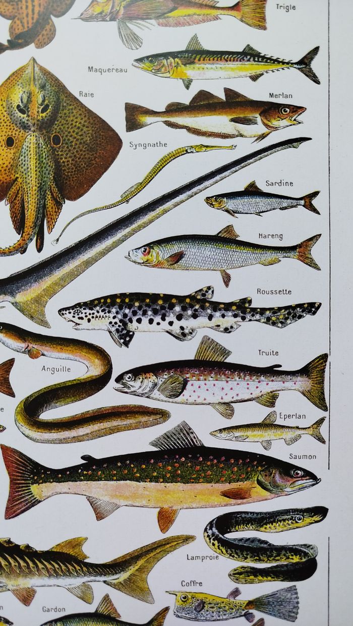Affiche naturaliste sur les poissons, d'après une lithographie de 1928 - photo numéro 5