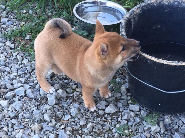 Bodies 12 mois - photo numéro 2