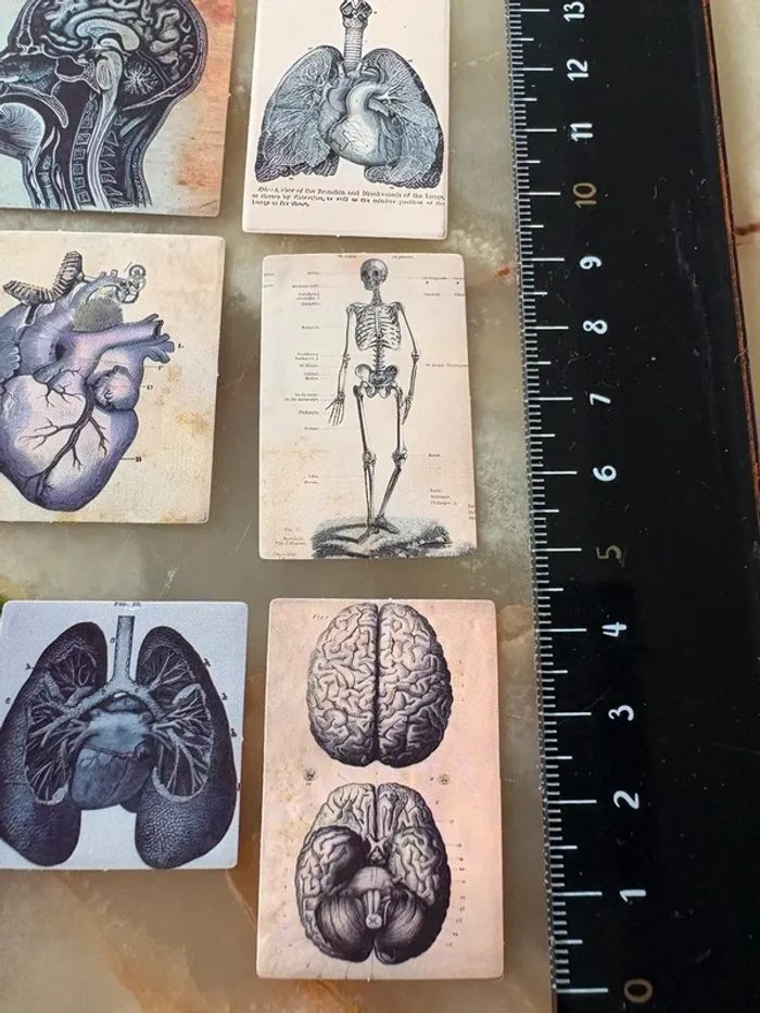 Stickers mini anatomie humaine 11 pièces - photo numéro 3