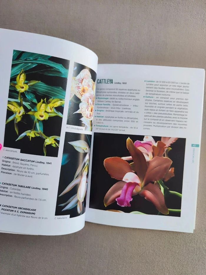 Livre Les essentiels du jardin, les Orchidées - photo numéro 3