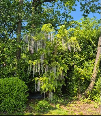 Graines de glycine
