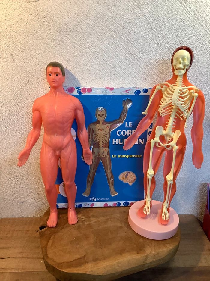Figurine et livre sur le corps humain - photo numéro 2