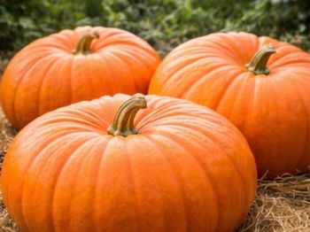 5 graines courge atlantic + 31 variétés disponible 
