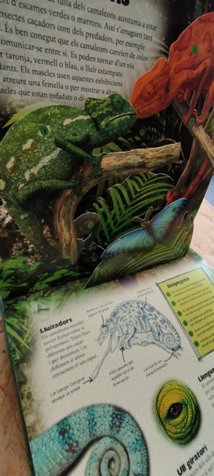 Livre en catalan Pop up - photo numéro 5