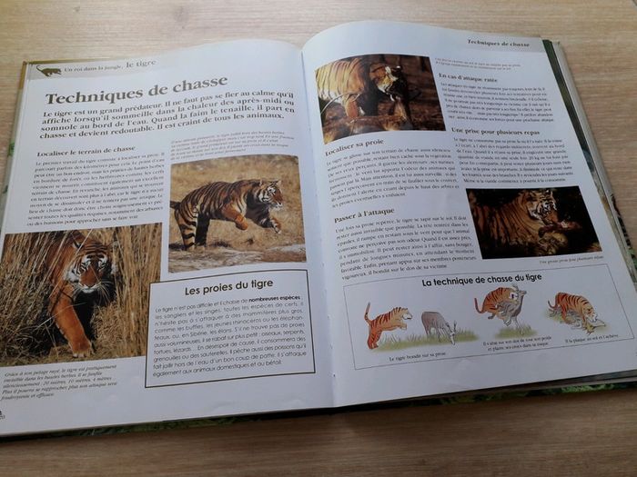 Un roi dans la jungle, le tigre - photo numéro 3