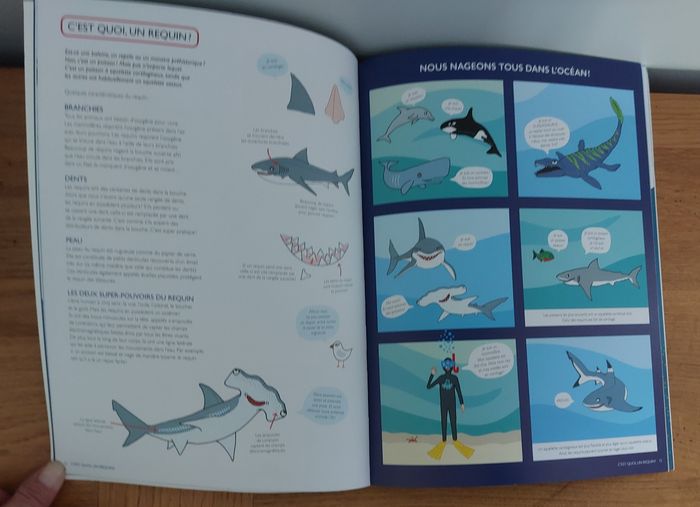 Requins - l'école des loisirs - photo numéro 3