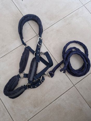 Licol  cheval + longe fonganza
Bleu