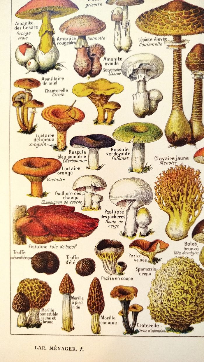 🍄Affiche sur les champignons comestibles et vénéneux, d'après une lithographie de 1920 - photo numéro 5