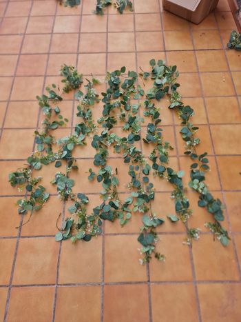 Lot de 6 guirlandes eucalyptus artificiel