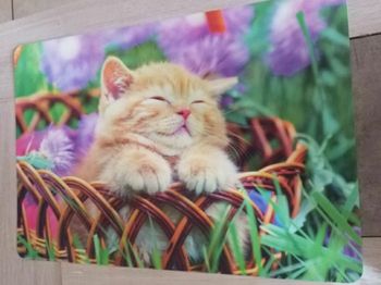 décoration          🐈     bureau    65 / 45  cm neuve