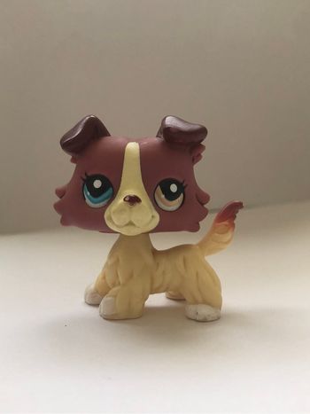 Pet shop : chien colley #1262