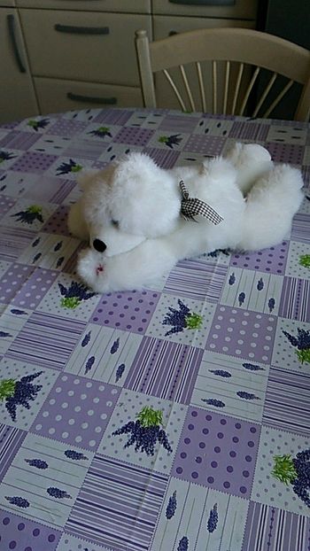 Petit chien en peluche