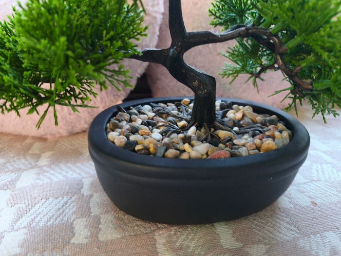 Bonsaï - photo numéro 4