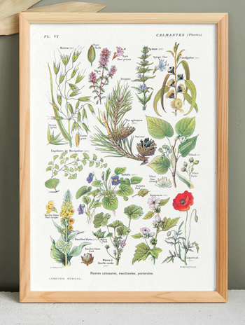 Affiche botanique sur les plantes calmantes, d'après une lithographie de 1928