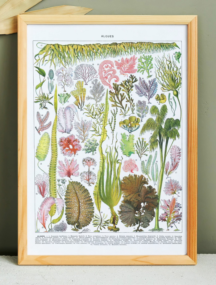 🌿 Affiche sur les algues, d'après une lithographie de 1928