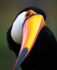 profil