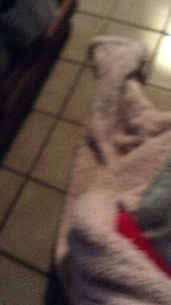 L’été Finit sous les tilleuls Mar Michel Haedens - photo numéro 7