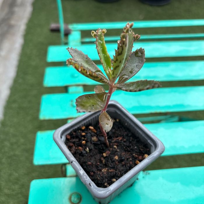 Superbe bouture Kalanchoe daigremontiana, plantes-mères ou Mère de milliers. - photo numéro 4