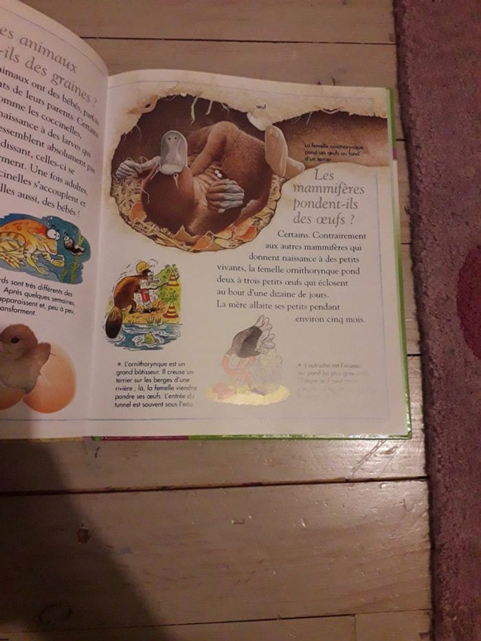 Questions réponses sur la vie des animaux - photo numéro 2