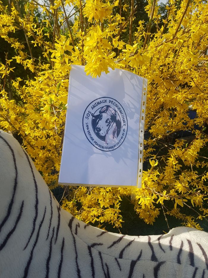 Grande peluche tigre blanc 1.20m - photo numéro 4